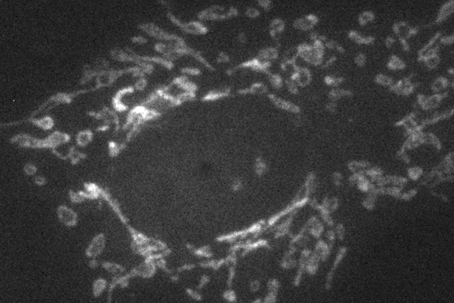 1-2 宽场荧光显微