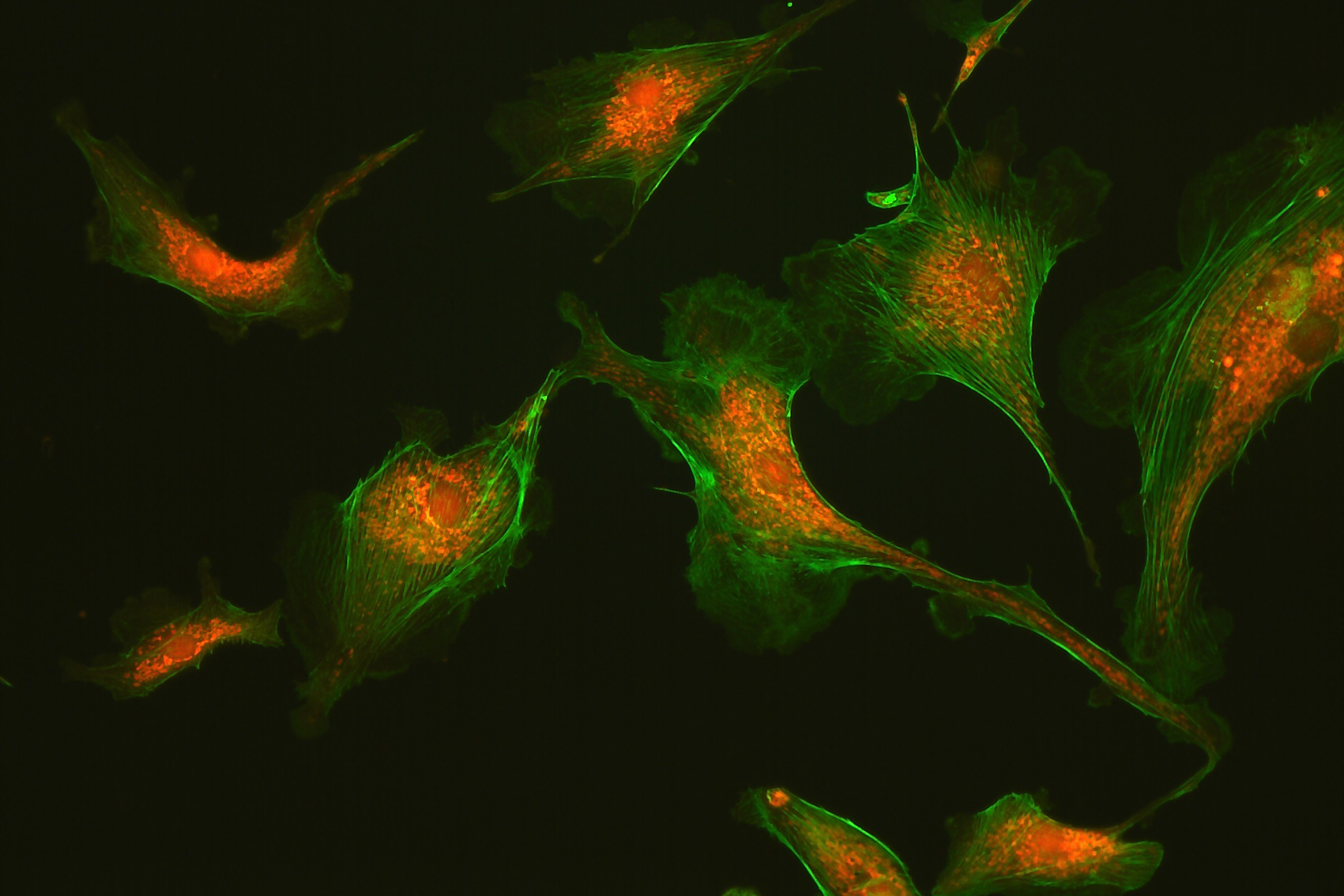 1-3 共聚焦荧光显微