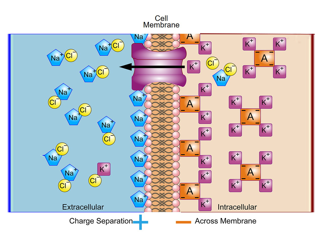 1-8膜电位成像 Membrane